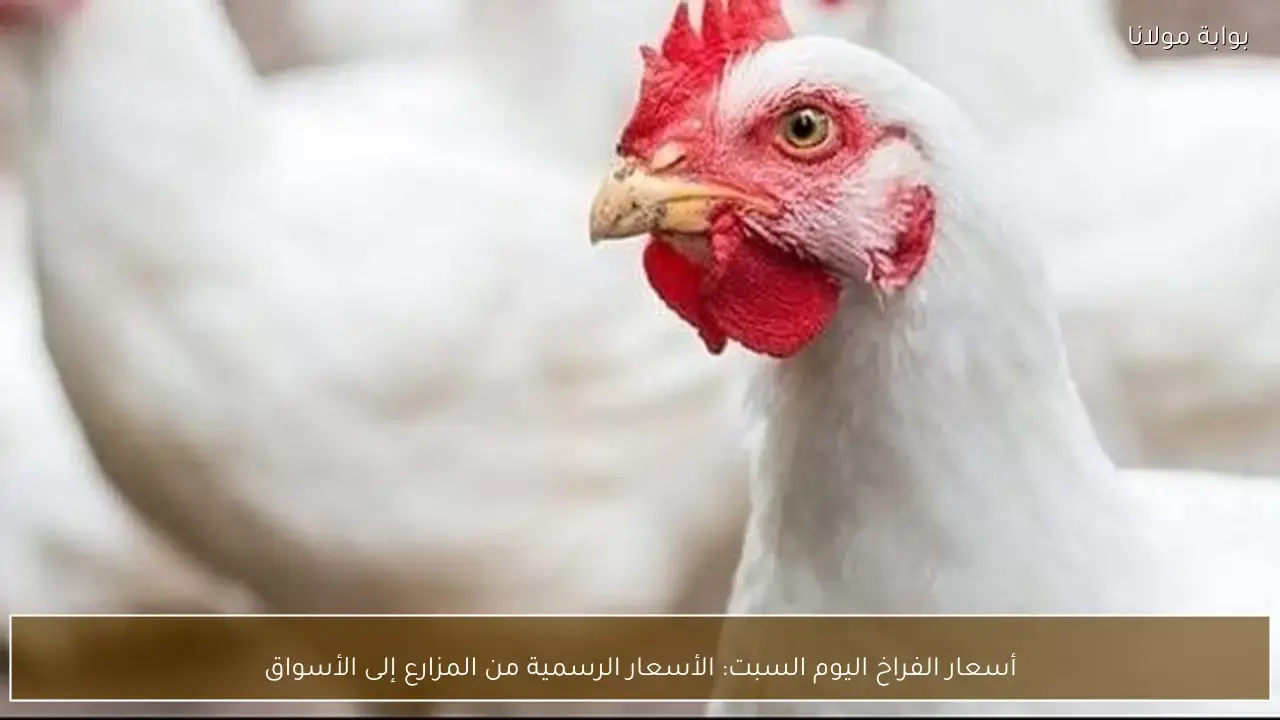 تفاوت أسعار الفراخ من المزارع وصولًا إلى الأسواق اليوم السبت